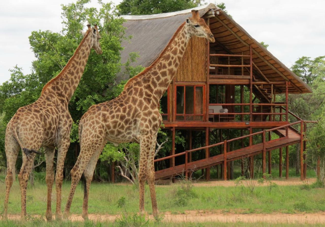 Pezulu Tree House Lodge Hoedspruit Exteriör bild